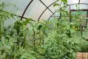 四季豆想结得爬满架？老农私藏的种植管理诀窍大公开