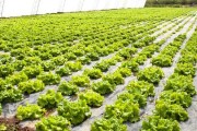四季种菜有诀窍，手把手教你从春忙到冬，年年好收成