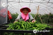 秋天种辣椒，移栽有门道