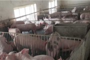 猪场技术员的明天：是金饭碗还是苦差事？