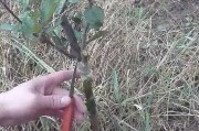 嫁接技术全图解：从入门到精通的实操宝典