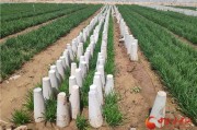 韭黄种植技术全攻略：轻松在家培育金黄美味