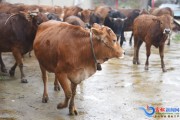 咱散养黄牛总亏钱？这8个土法子让你家牛跟野牲口一样壮实，卖价翻倍还省饲料钱！