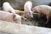 养好母猪从入门到精通的全套技术路线