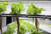 生菜无土栽培视频大全：从家庭DIY到工厂化生产手把手教你