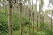 桉树要种好，功夫不能少：从选苗到成林的手把手实战指南
