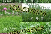 种草养兔实战经：从零开始打造你的兔草乐园