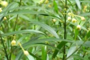 地坏了种不出东西？这个“根藻技术”让老庄稼把式都服了，真能少花钱还增产