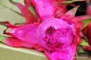 红甜菜种植全攻略 从选地到收获的实用技巧